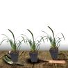 Liriope muscari Monroe White
