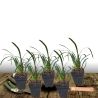 Liriope muscari Monroe White