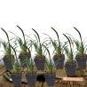 Liriope muscari Monroe White