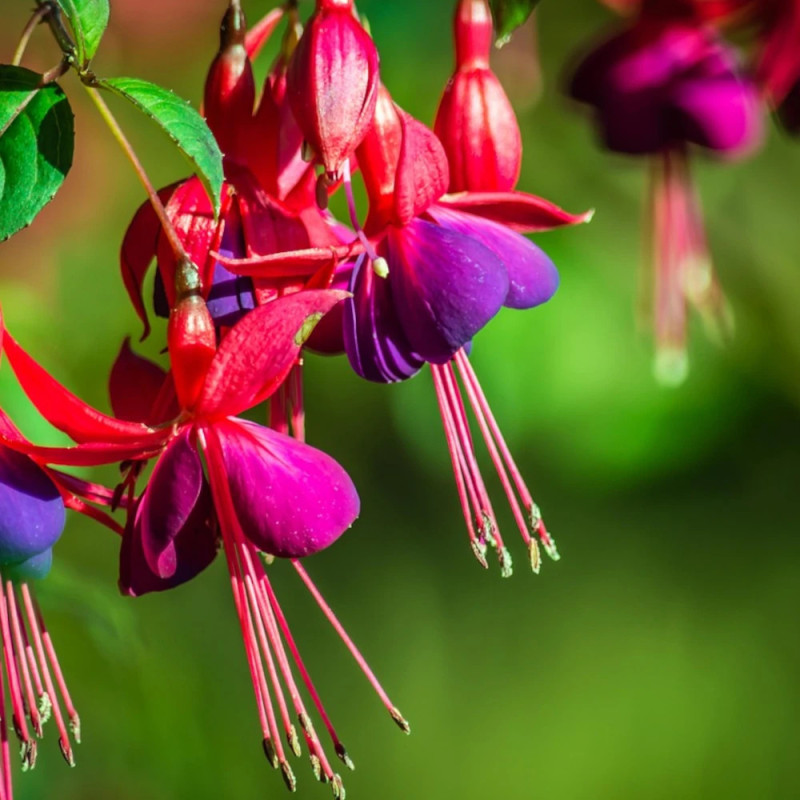 Fuchsia annuel varié