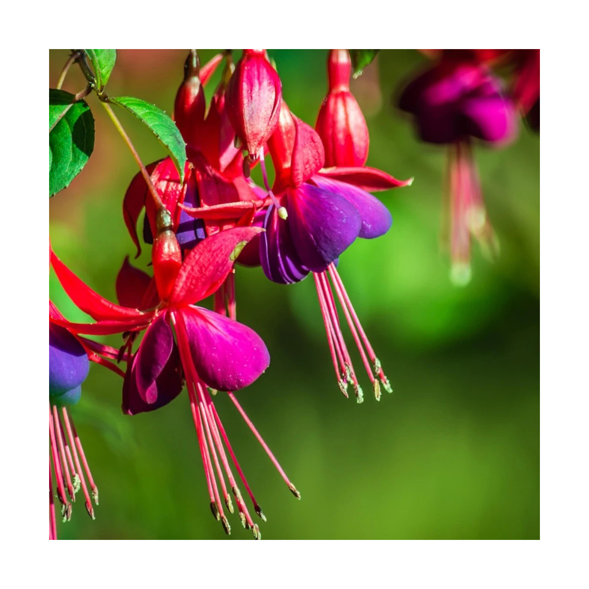 Fuchsia annuel varié Fuchsia annuel varié