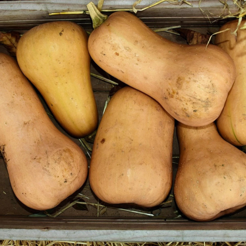 Plant de Courge Butternut Zenith HF1