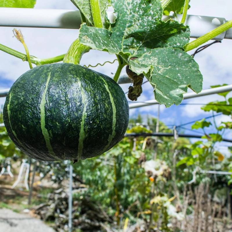 Plant de Courge Chacha HF1 type Kabocha
