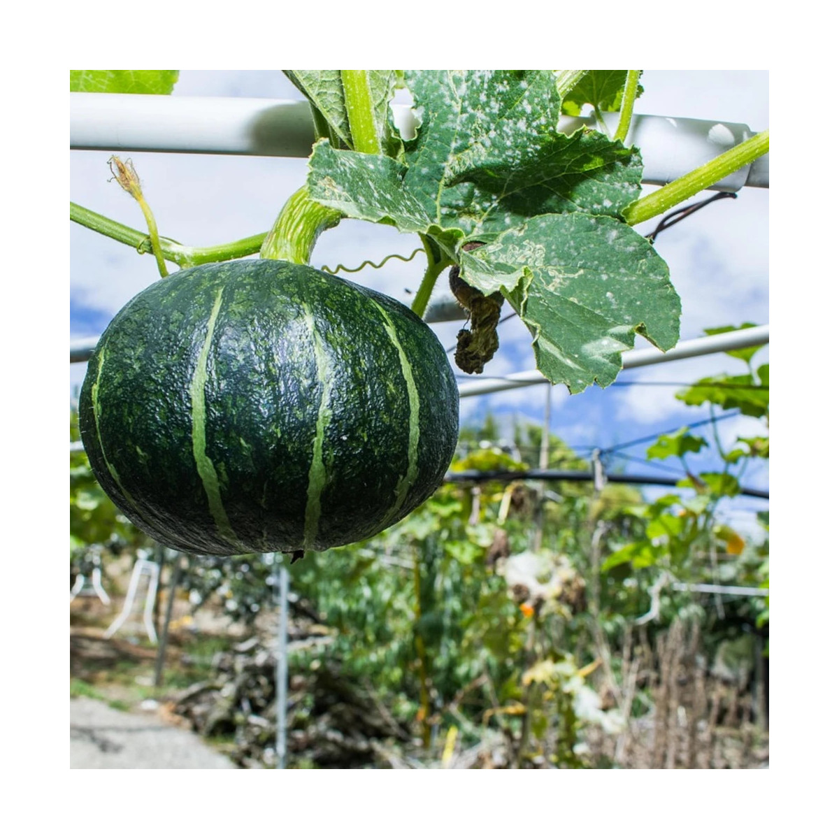 Plant de Courge Chacha HF1 type Kabocha