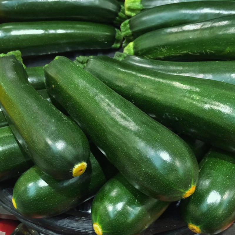 Plant de Courgette Astia HF1