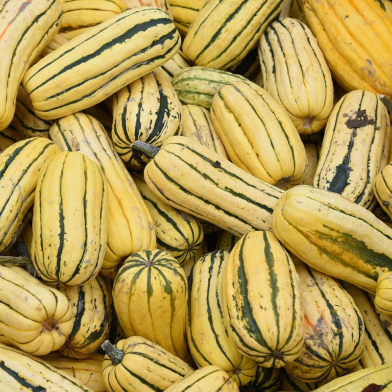 Plant de Courge Delicata HF1 (Sweet Potato)