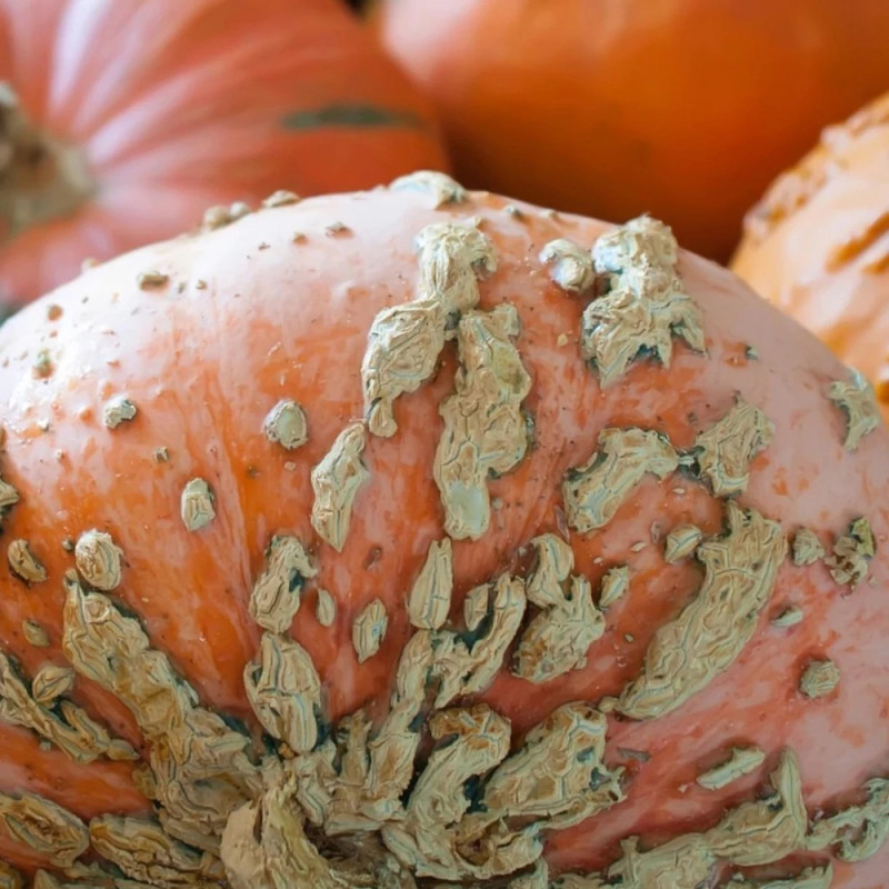 Plant de Courge Galeuse d'eysine HF1