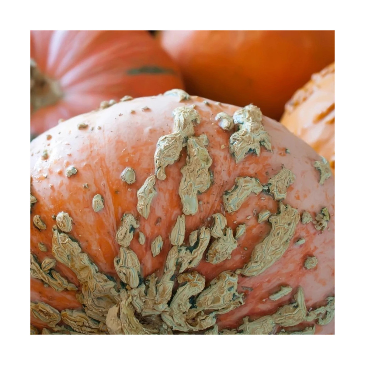 Plant de Courge Galeuse d'eysine HF1