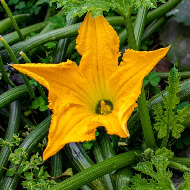 Plant de Courgette à fleurs Gabbiano HF1