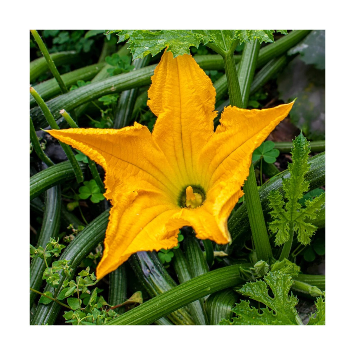 Plants de Courgette à fleurs Gabbiano  HF1