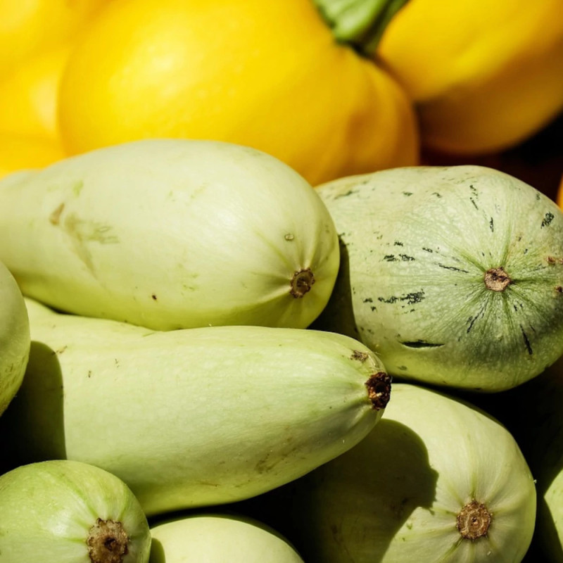 Plant de Courgette Blanche Amalthee HF1