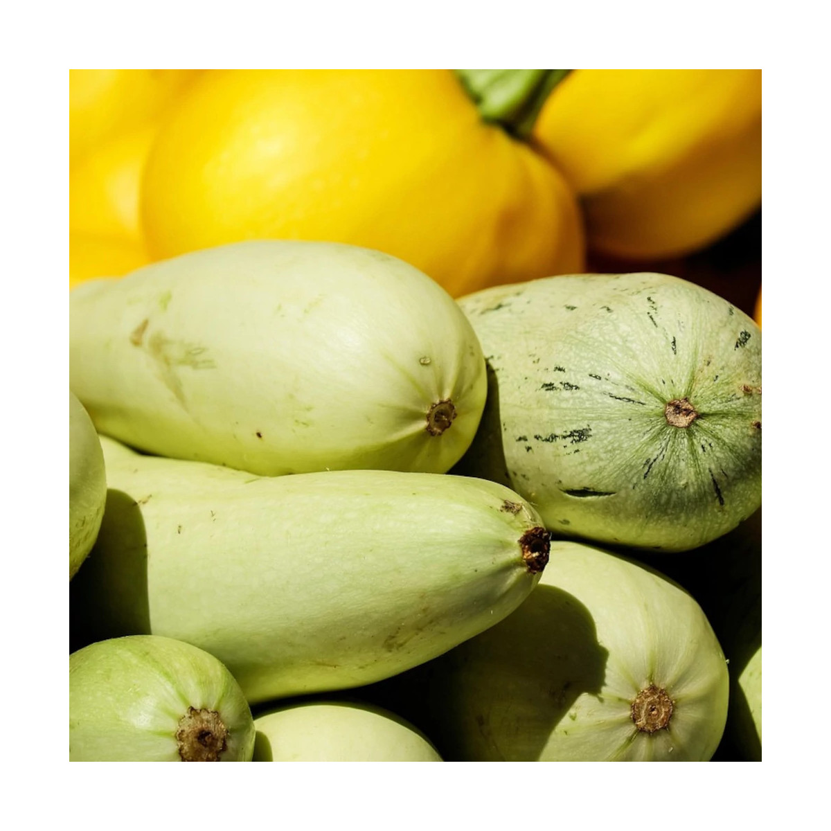 Plant de Courgette Blanche Amalthee HF1 Plant de Courgette Blanche Amalthee HF1