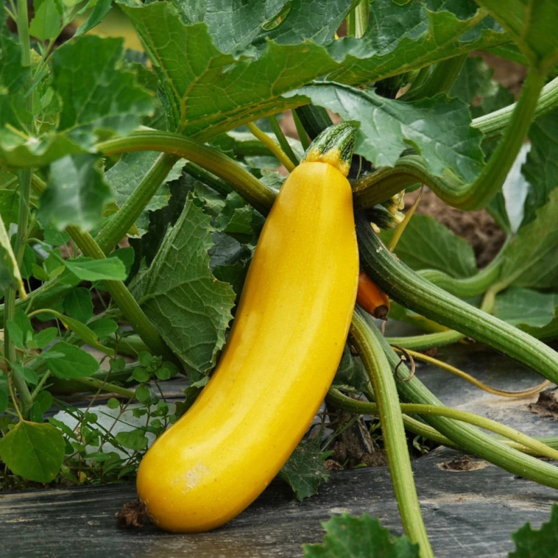 Plant de Courgette Easypick Gold HF1