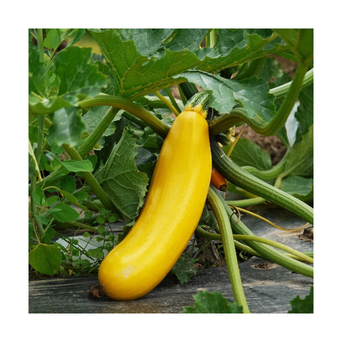 Plant de Courgette Easypick Gold HF1