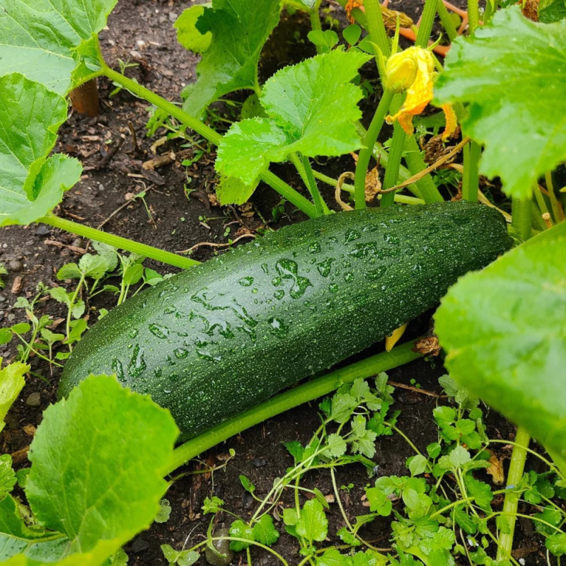 Plant de Courgette Kimber HF1