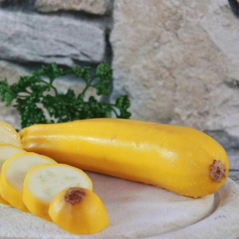 Plant de Courgette Lingodor HF1