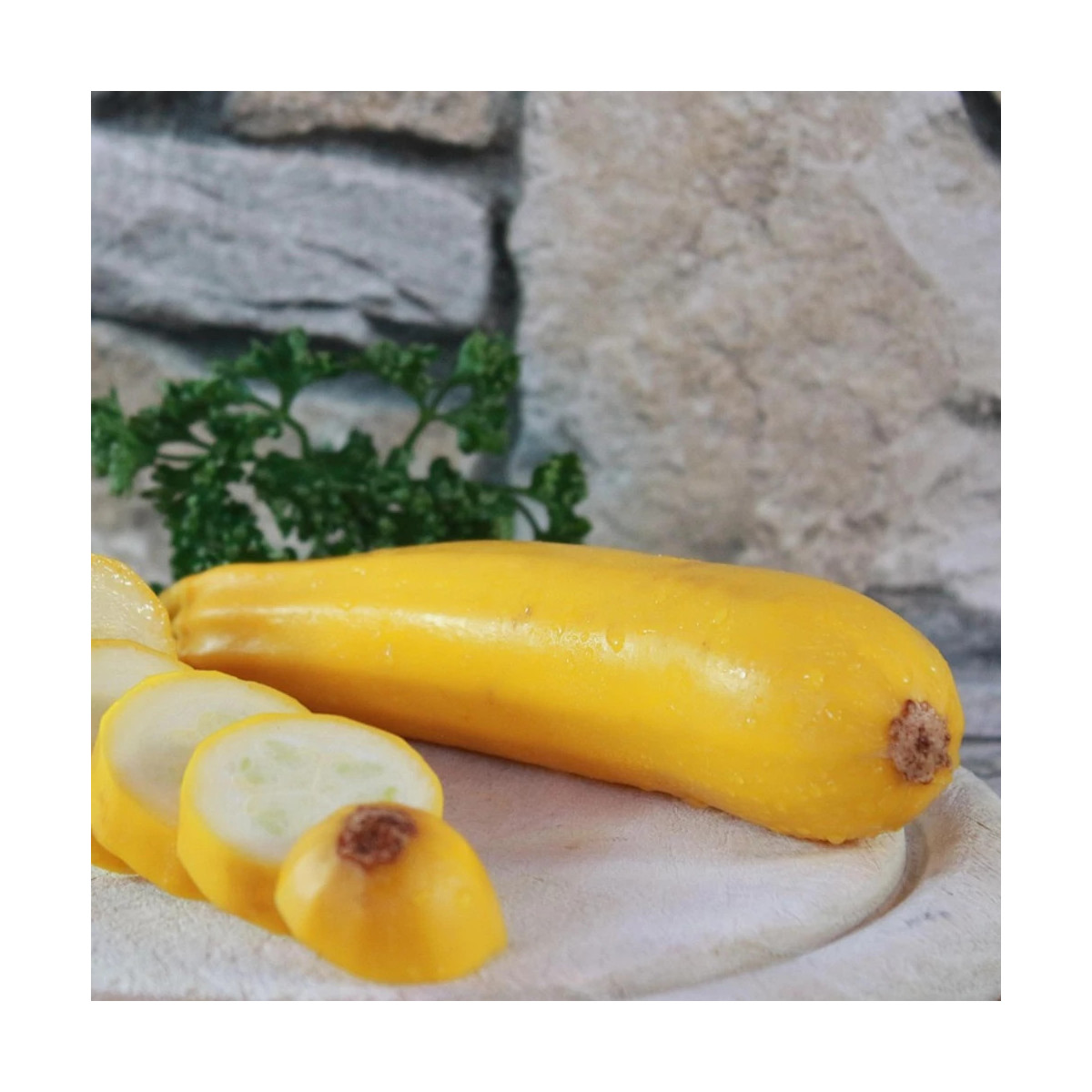 Plant de Courgette Lingodor HF1