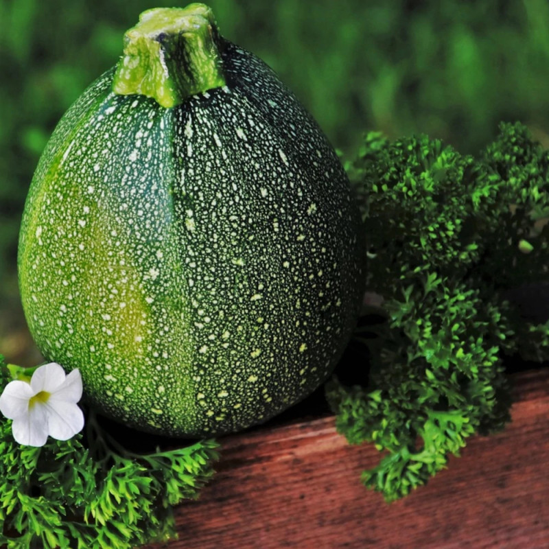 Plant de Courgette Ronde de Nice HF1