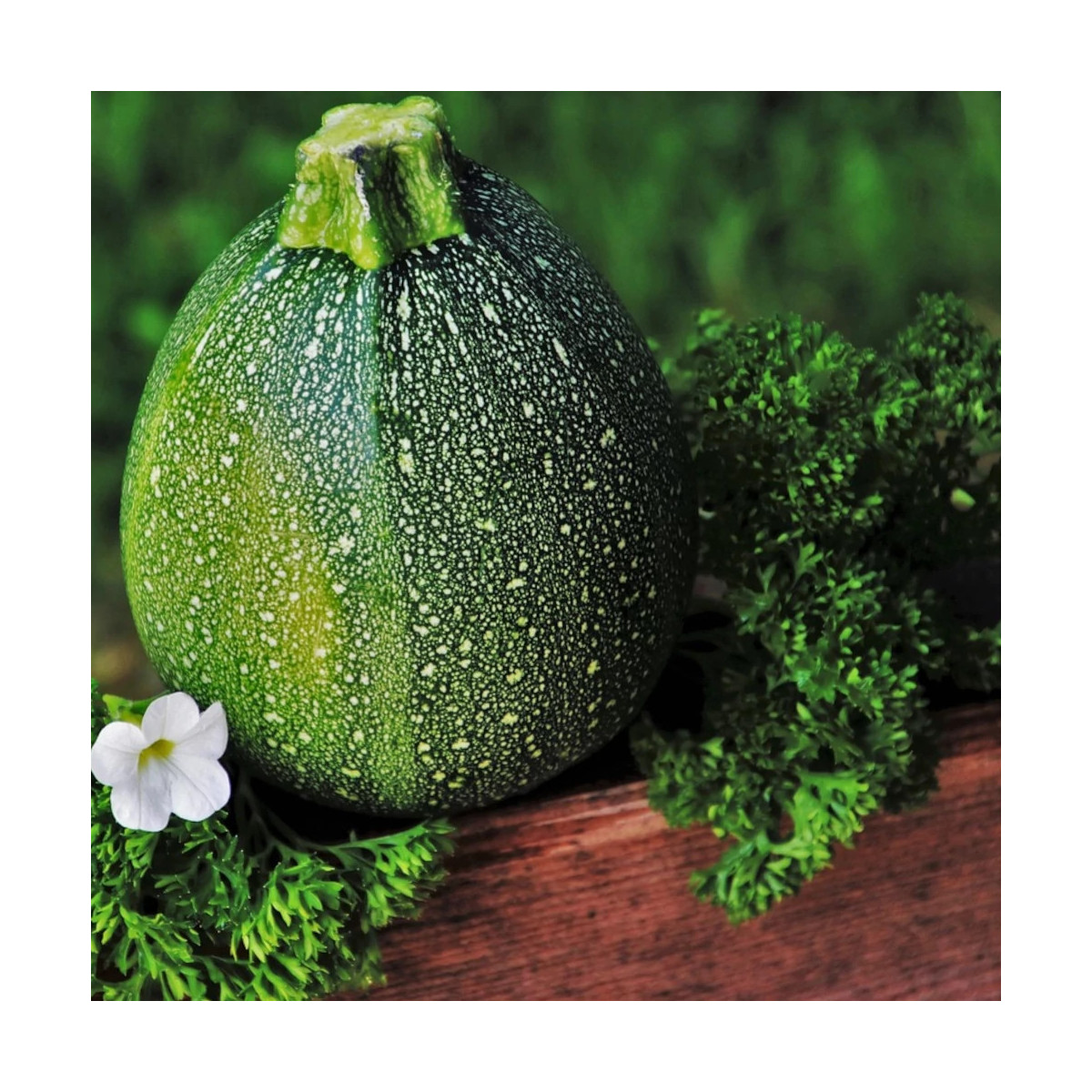 Plant de Courgette Ronde de Nice HF1