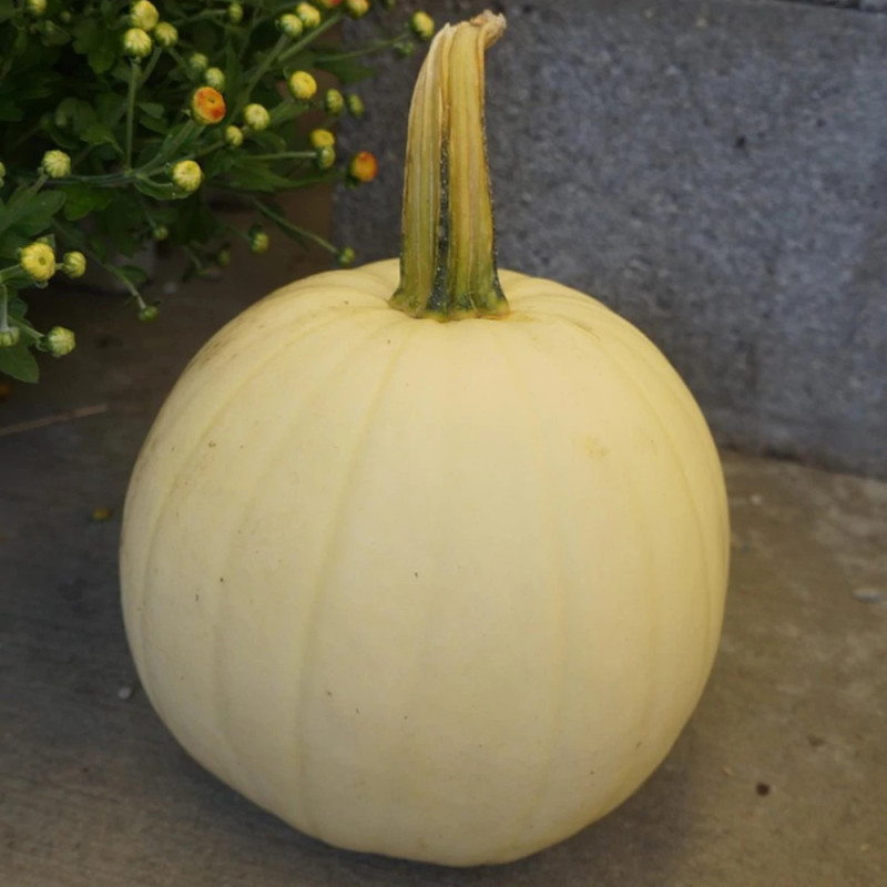 Plant de Courgette Ronde Ice Ball HF1
