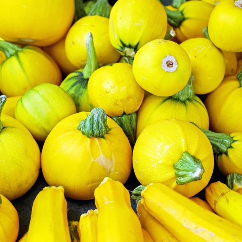 Plant de Courgette Ronde Sun Ball HF1