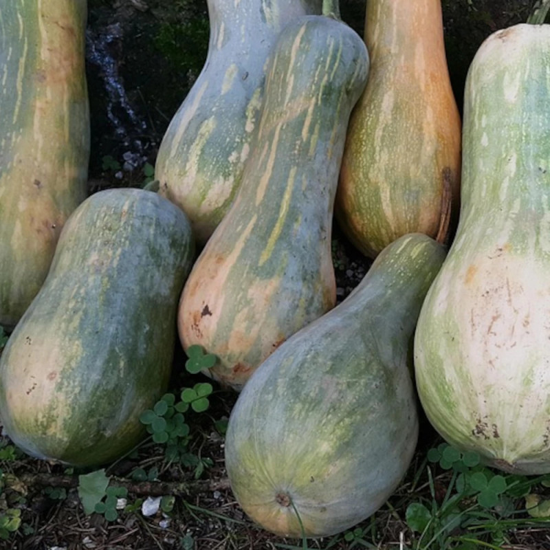 Plant de Courge Pleine de Naples HF1