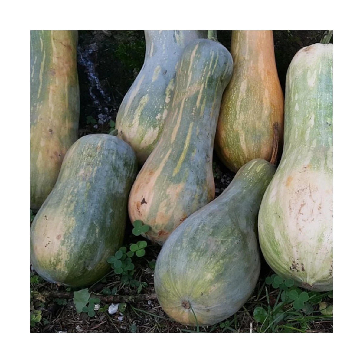 Plant de Courge Pleine de Naples HF1