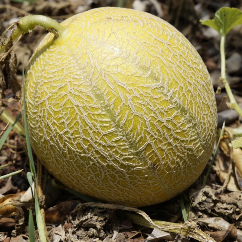 Plant de Melon Diego HF1