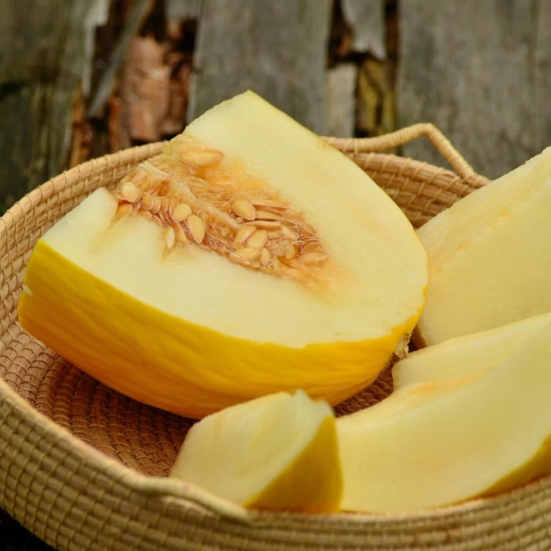 Plant de Melon Mangomel HF1