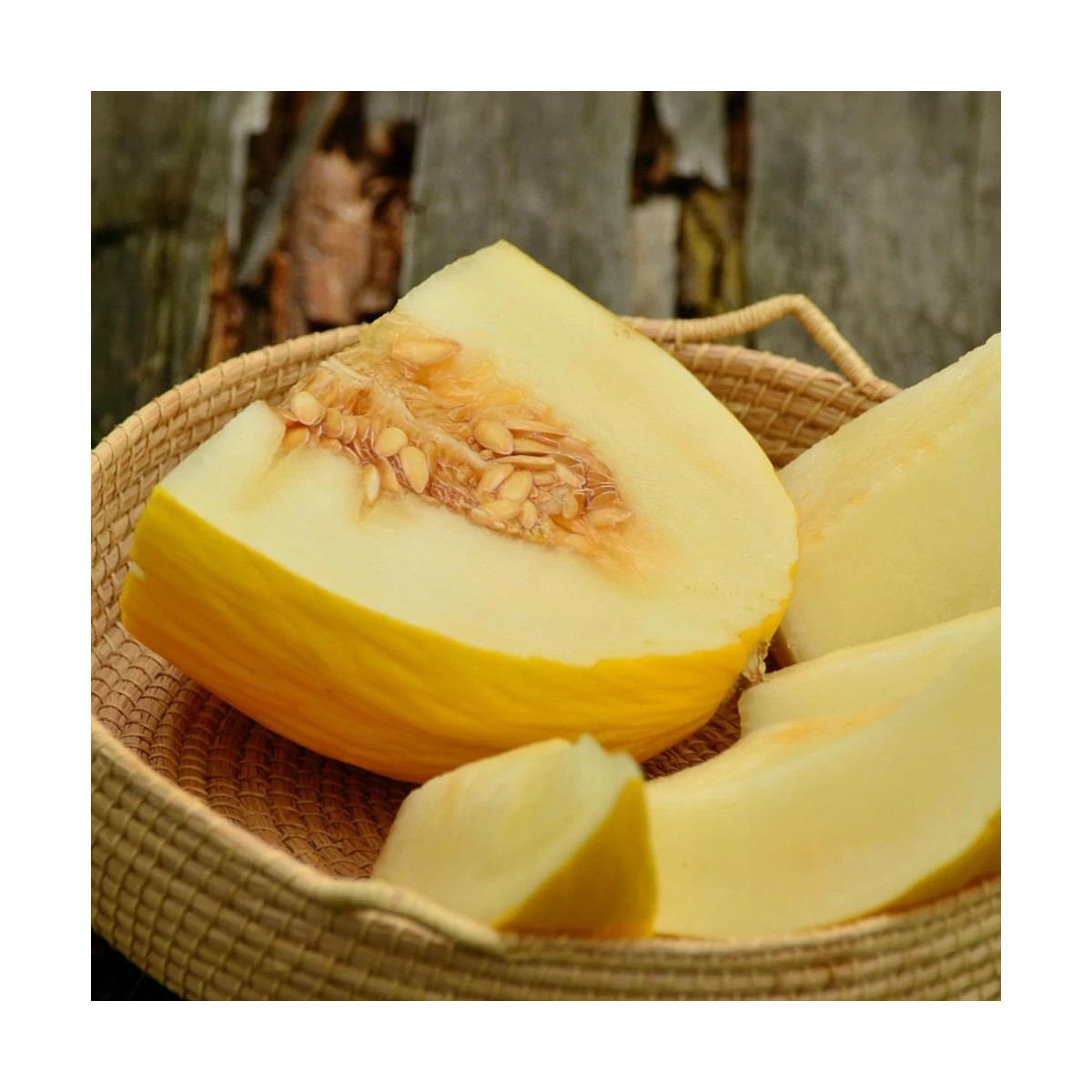 Plant de Melon Mangomel HF1 Plant de Melon Mangomel HF1