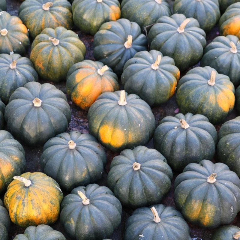 Plant de Melon Noir des Carmes HF1