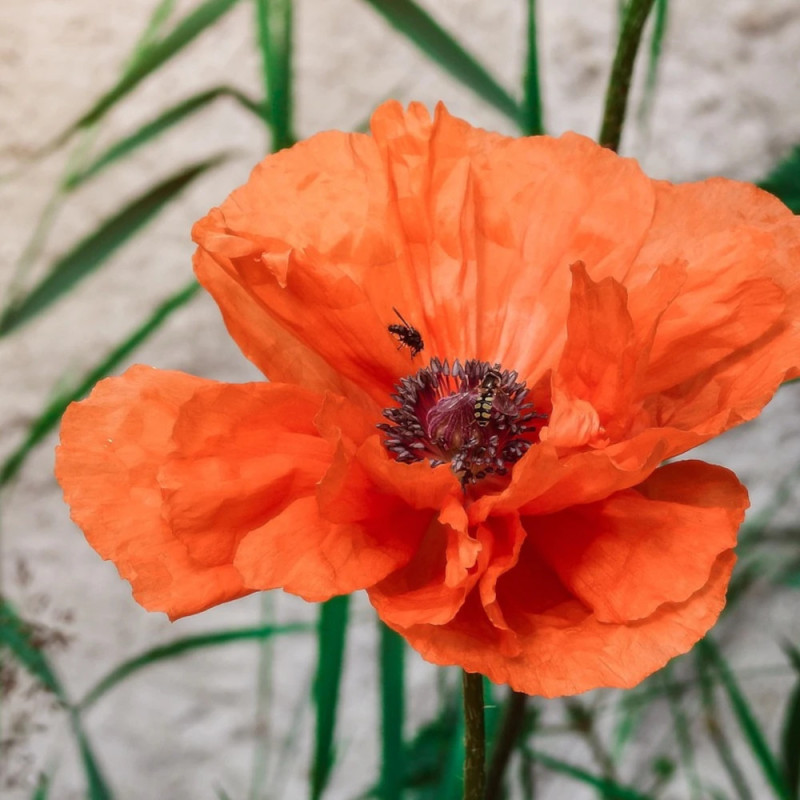 Pavot d'Orient Varié