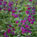 Sauge Violette de Loire® 'Barsal'