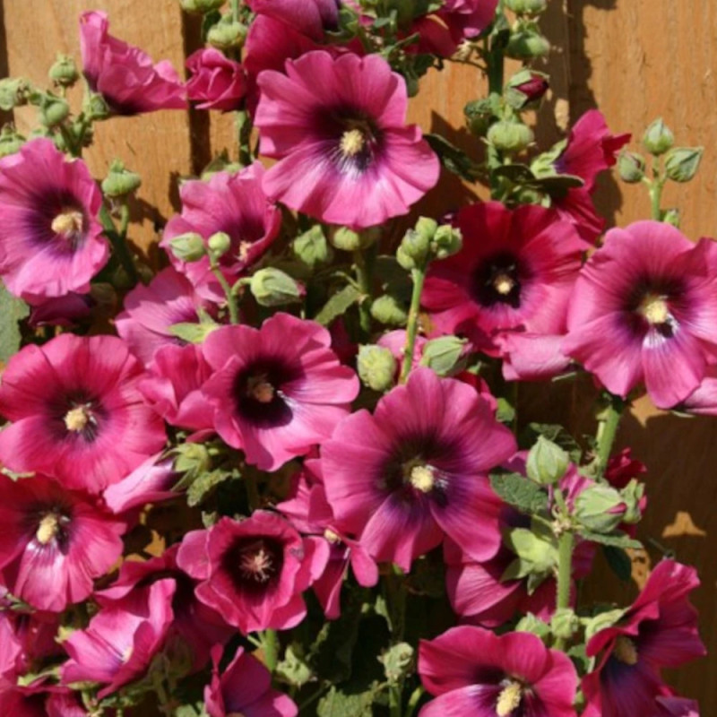 Rose trémière Halo Cerise