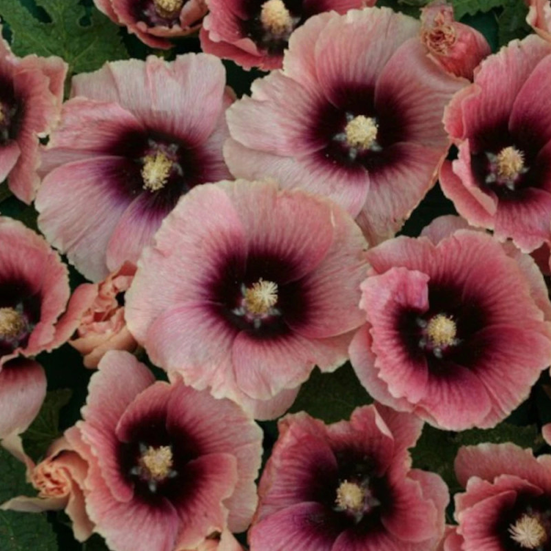 Rose trémière Halo Apricot