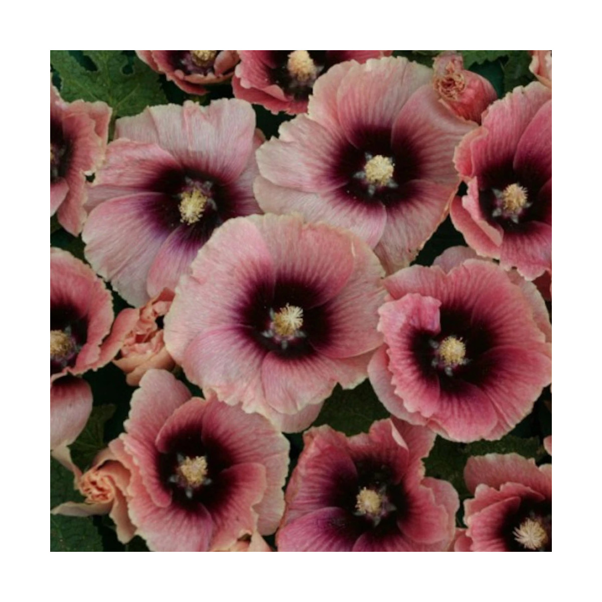 Rose trémière Halo Apricot