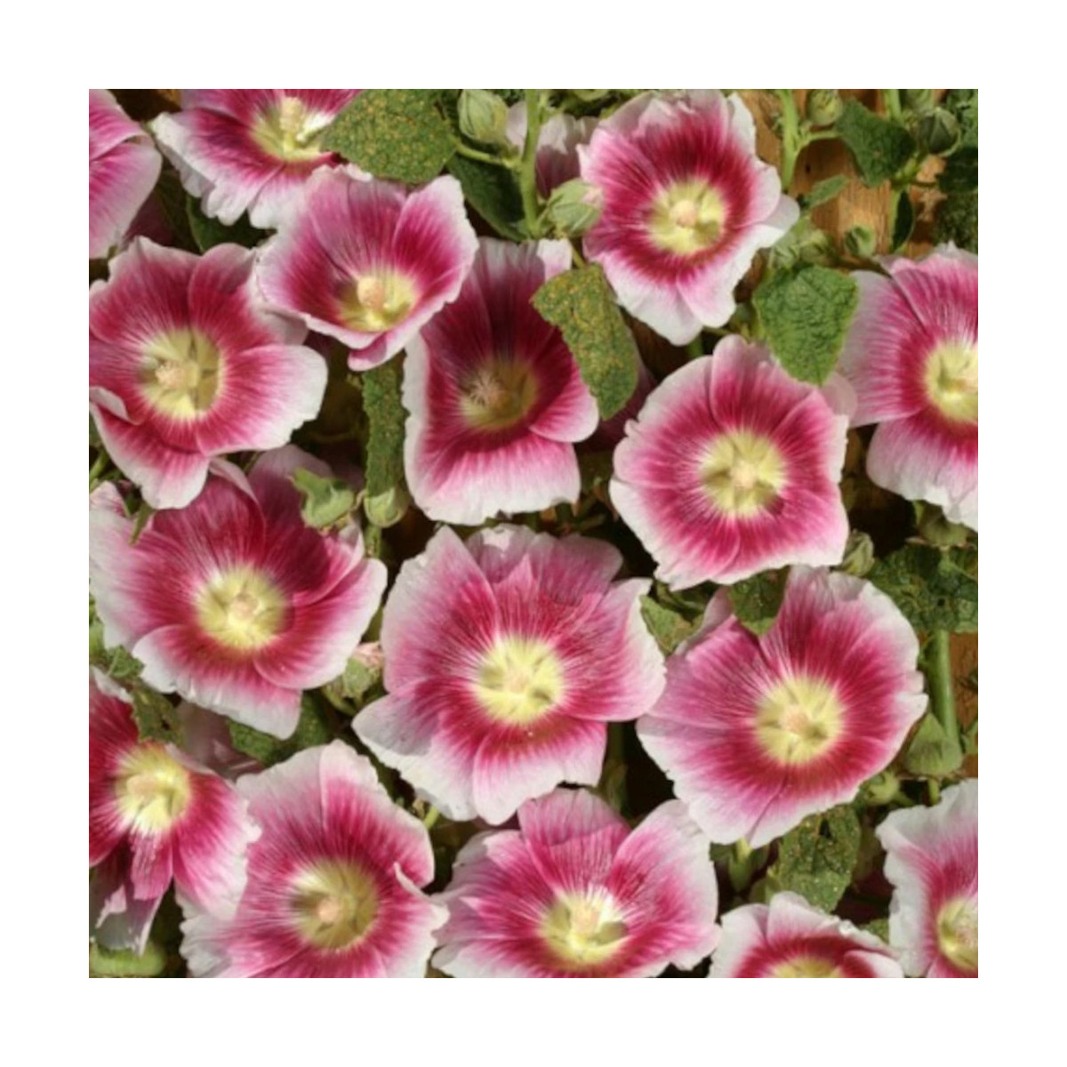 Rose trémière Halo Blush