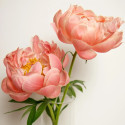 Pivoine herbacée Coral Sunset