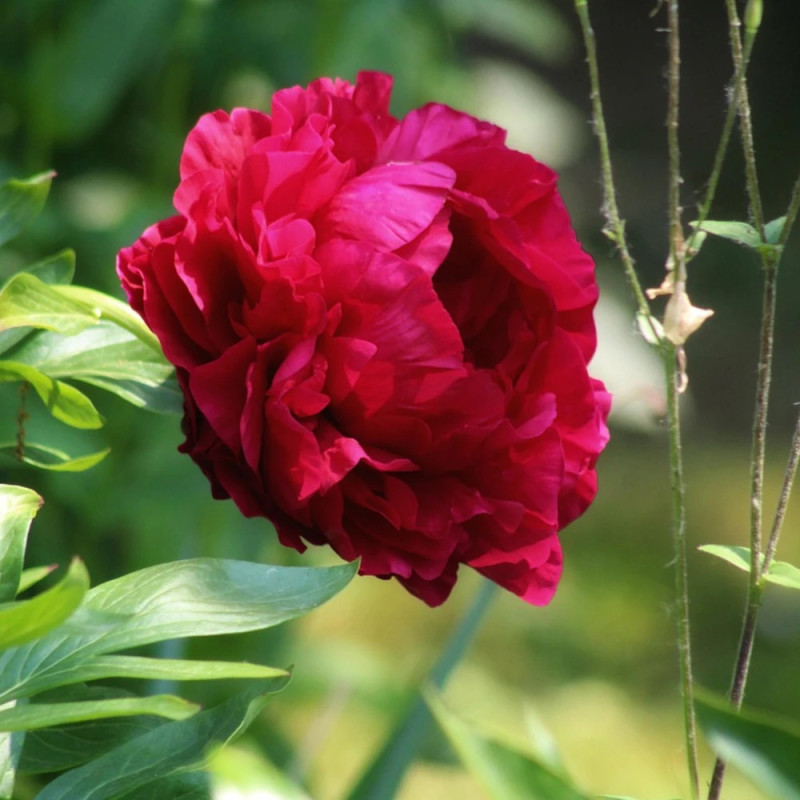 Pivoine herbacée Karl Rosenfield