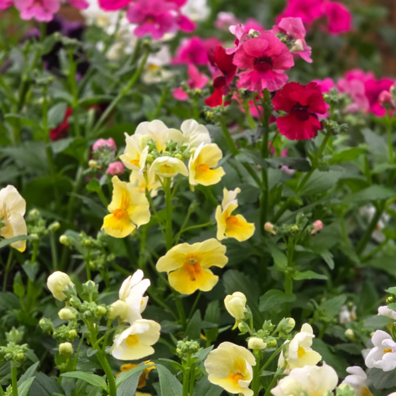 Némésie variés