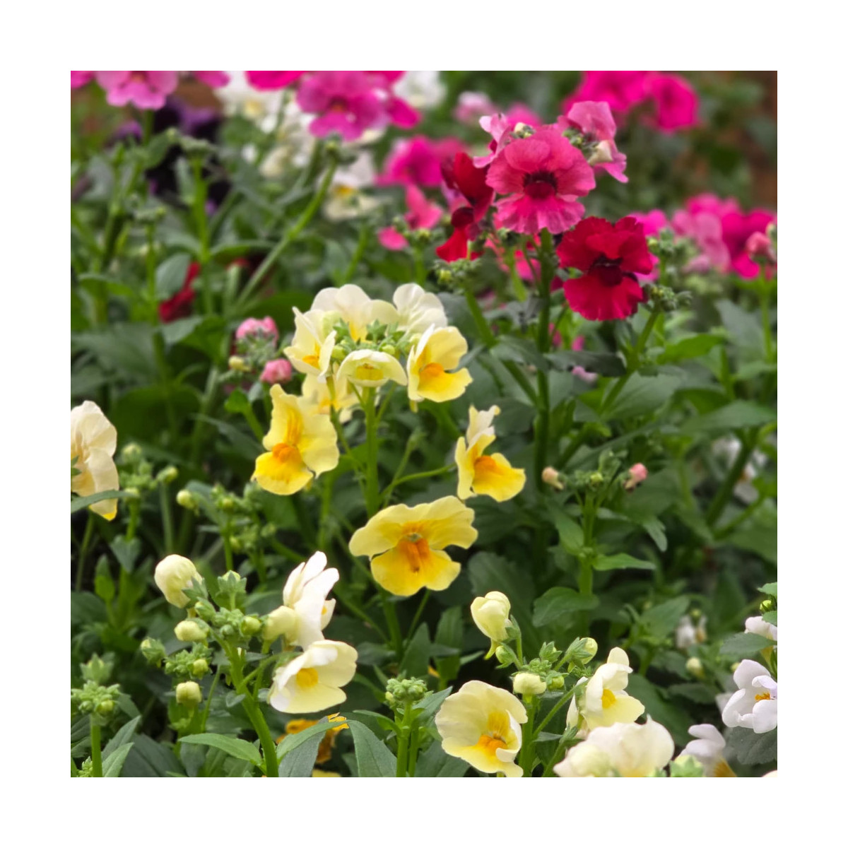 Nemesia variés