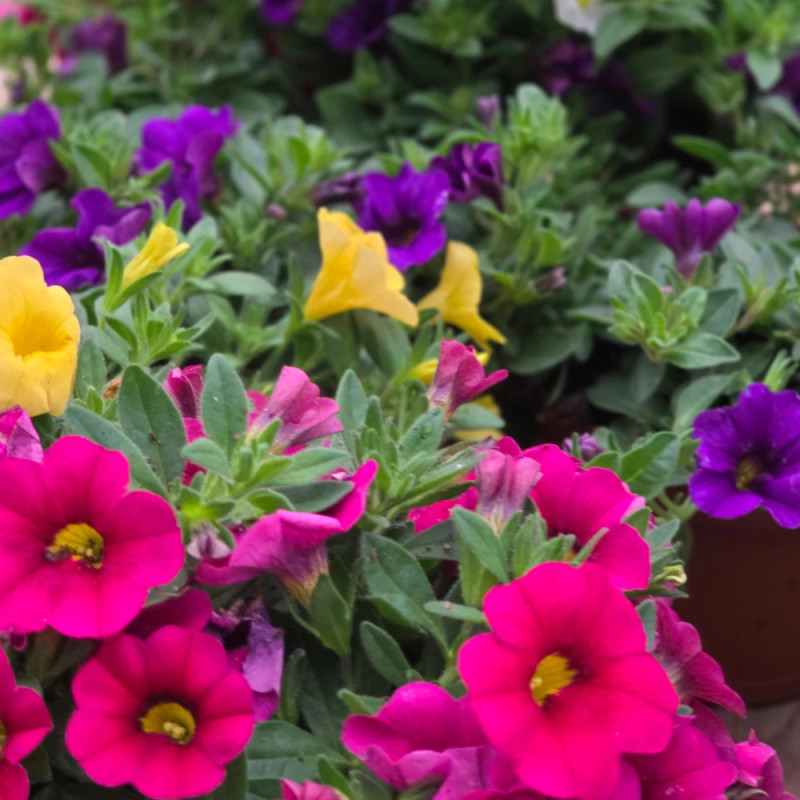 Calibrachoa variés