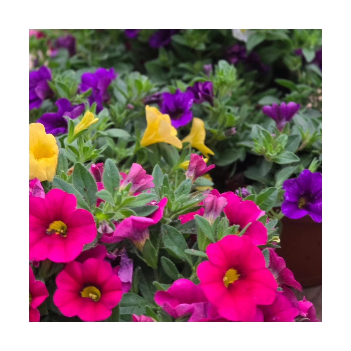 Calibrachoa variés