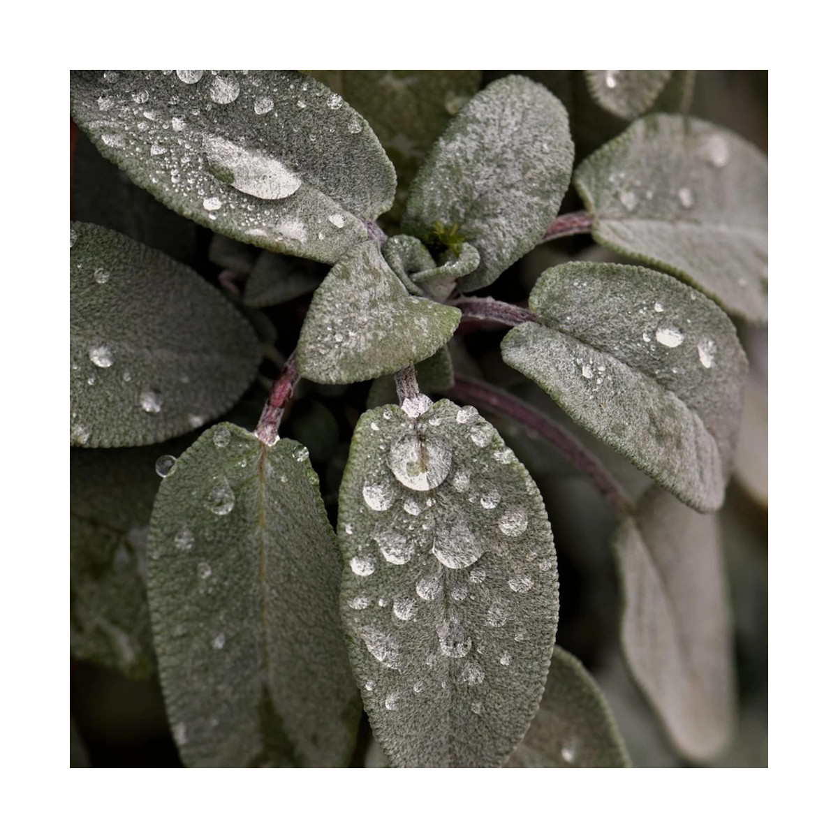 Sauge officinale Pourpre - Prêt à consommer