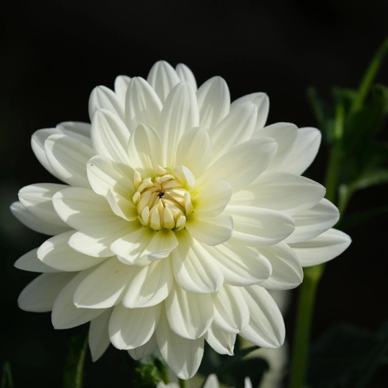 Plant de Dahlia buisson Montreuil