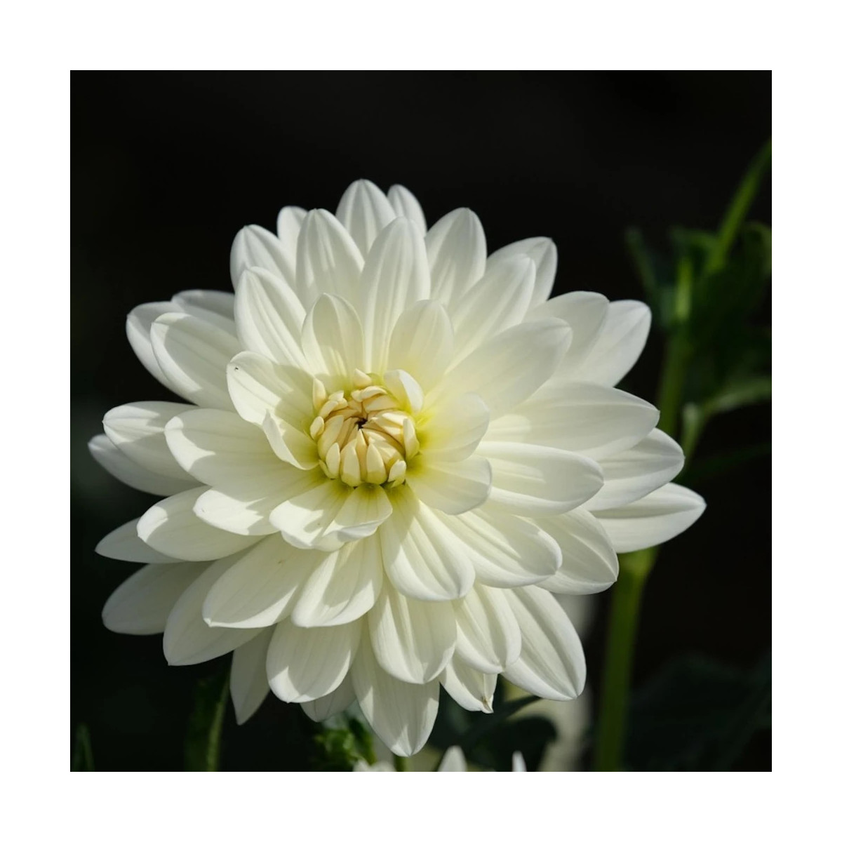 Plant de Dahlia buisson Montreuil Plant de Dahlia buisson Montreuil