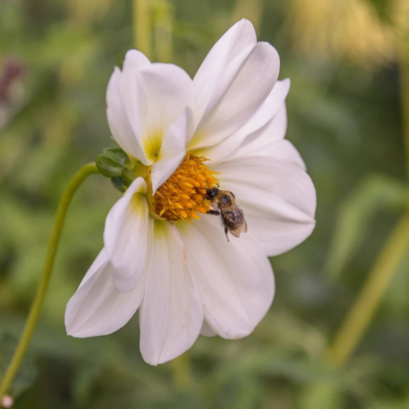 Plant de Dahlia simple Innocence