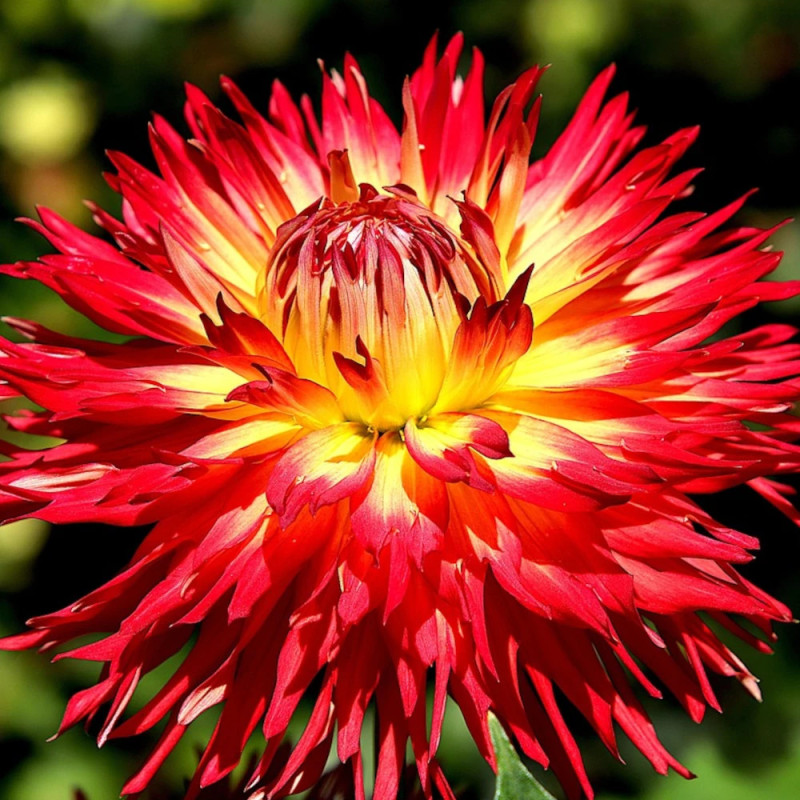 Plant de Dahlia cactus Flash