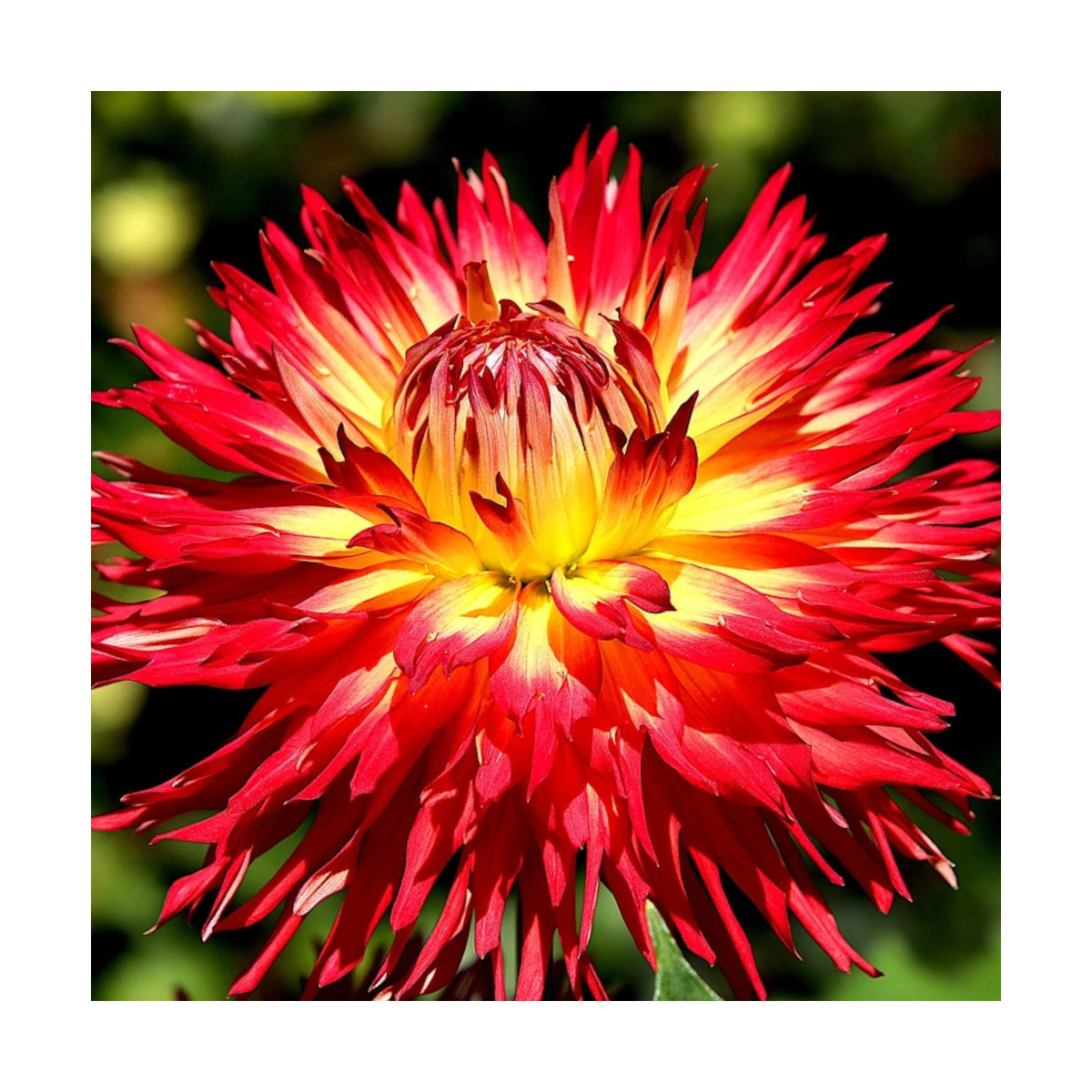 Plant de Dahlia cactus Flash