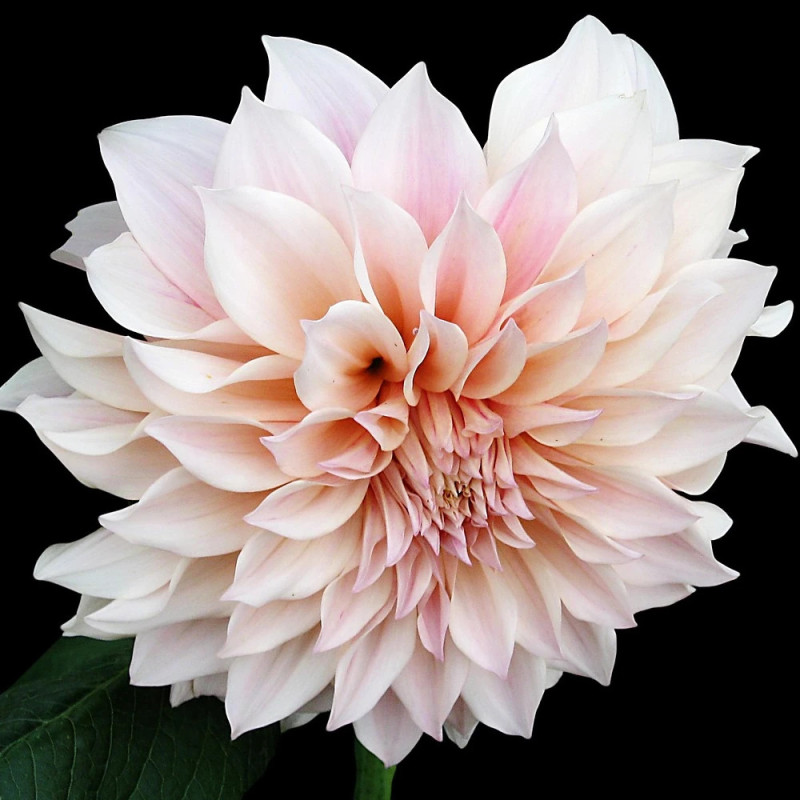 Plant de Dahlia décoratif Café au Lait